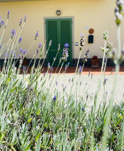 芬奇La Casina di Nonno Enzo的绿门前种有紫色花的花园