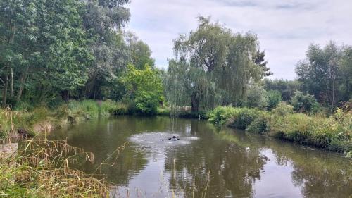 登德尔蒙德Vakantiewoning Den Appel的鸭子在河里游泳