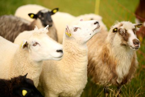 灵斯泰兹Vinkelgaard的一群羊站在田野里