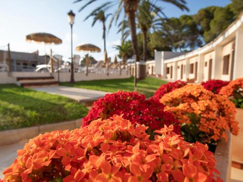奥里韦拉海滩Hotel Montepiedra 4''''sup的花园里的一束红色的鲜花