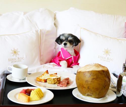 蓬塔卡纳Eden Roc Cap Cana的一只狗坐在床上,吃两盘食物
