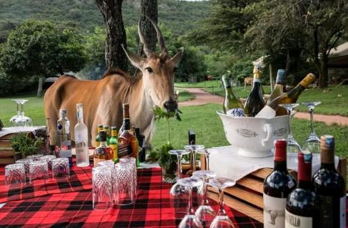 Sekenanisunrise mara safari camp的一只奶牛站在桌子后面,放着瓶装葡萄酒