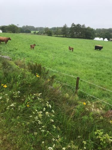 瓦尔贝里Bo på Kvarnen的围栏后面的田野里一群牛