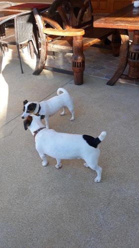 三百岭斯特拉度假酒店的两只狗站在野餐桌旁