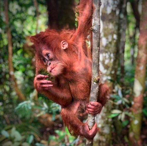 武吉拉旺Tereking the life Orangutan的猴子爬上森林中的一棵树