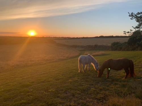 康斯坦丁Silverspring Farm En suite的两匹马在日落时分在田野里放牧