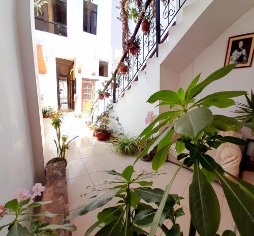 卡哈马卡Hostal Turismo Cruz de Piedra EIRL-Cajamarca的楼内种植了植物和楼梯的走廊