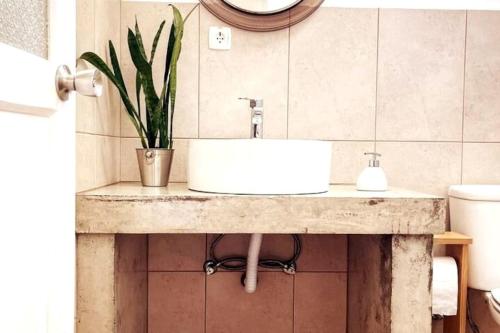 圣罗克杜皮库Casa da Latada的一个带水槽和台面植物的浴室