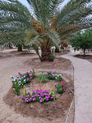 欧拉Almazham hotel room resort的种有棕榈树和一些花卉的花园