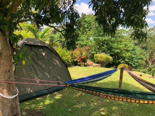 金贾Nileit Campsite Jinja的帐篷被绑在草木上