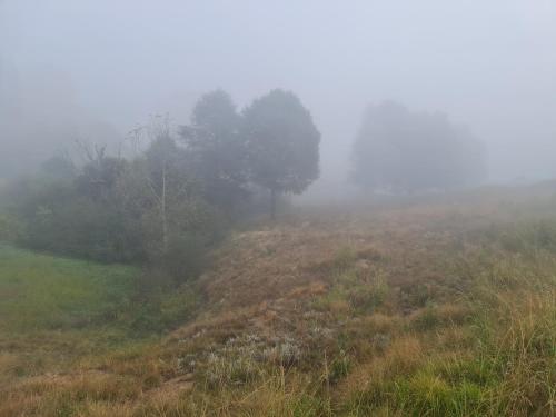 安德伯格Underwood Underberg的山丘上种有树木的雾 ⁇ 田