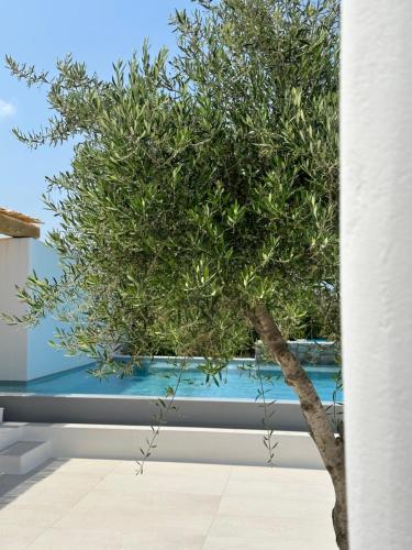 圣乔治Alio Naxos Luxury Suites的坐在游泳池前的树