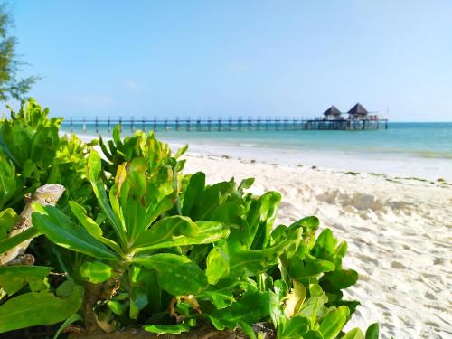 江比阿科比住宿加早餐旅馆的海滩上的植物,有码头在后面