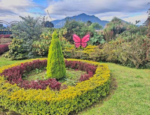 巴尼奥斯Paraiso Orquideario的坐在花园顶上的粉红色蝴蝶