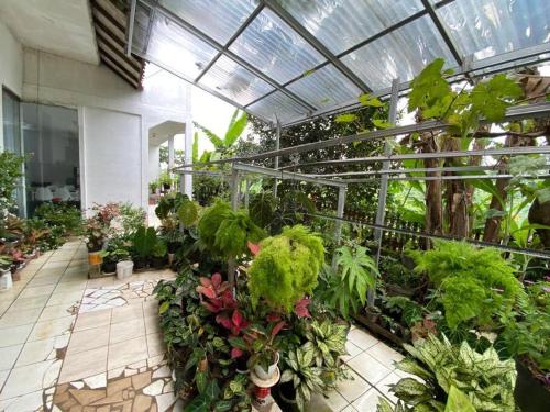 雅加达Coral House - Near Univ Indonesia Setu Babakan的充满植物和花卉的温室