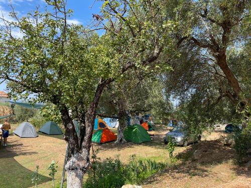 Olive Camping