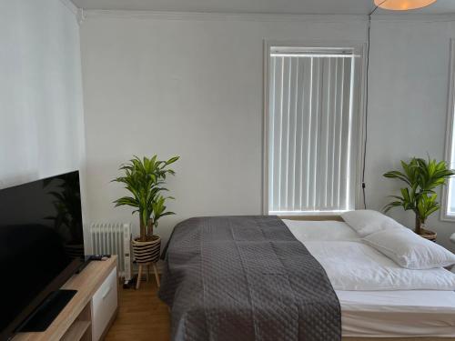 奥勒松Apartment in Ålesund city center (Storgata)的一间卧室设有床铺和植物窗户