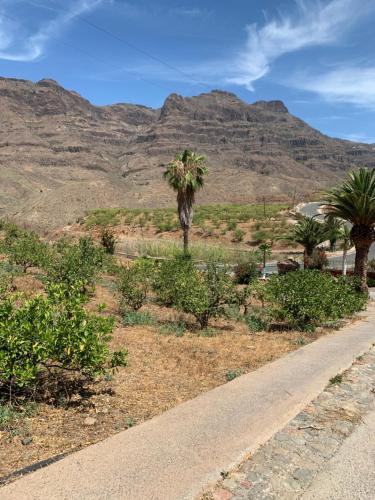 圣巴托洛梅Hotel Masai Mara Resort Gran Canaria的一条棕榈树和山脉环绕的沙漠道路