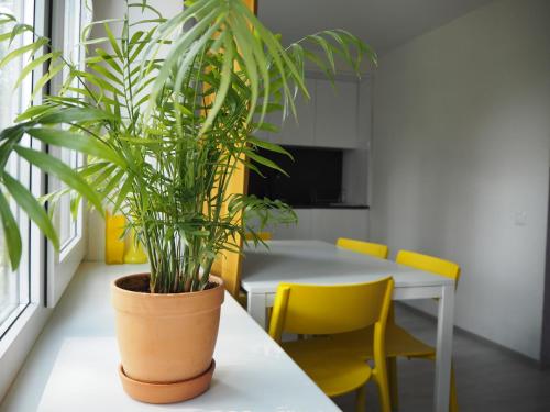 维萨吉纳斯Sunny apartment with lake and forest view的坐在一张桌子上的盆栽植物,上面摆放着黄色的椅子