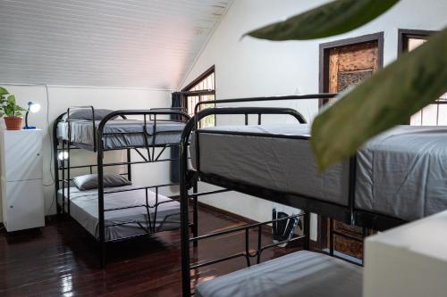 塔马林多Mai Ke Kai Surf House的一间设有两张双层床的客房和植物