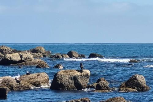 阿尔加罗沃Depto. Nuevo Algarrobo patio privado的两只鸟坐在海洋的岩石上
