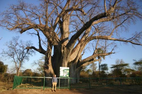 维多利亚瀑布Room in Villa - Zambezi Family Lodge - Elephant Room的站在一棵大树前的人
