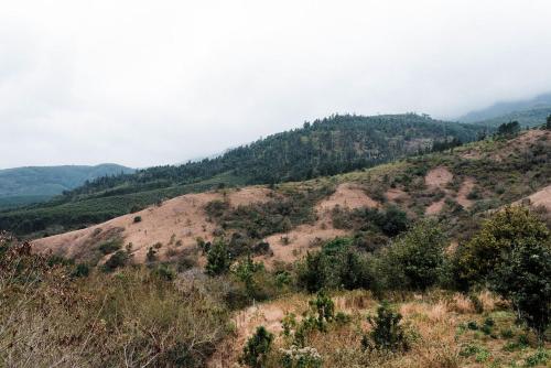 哈内茨堡Timeless Farm的享有山丘的景色,山丘上种有树木