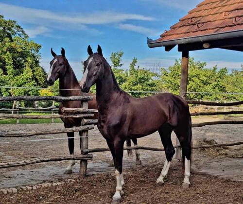 Novi BečejSobe Palasthy的两匹马站在围栏旁边