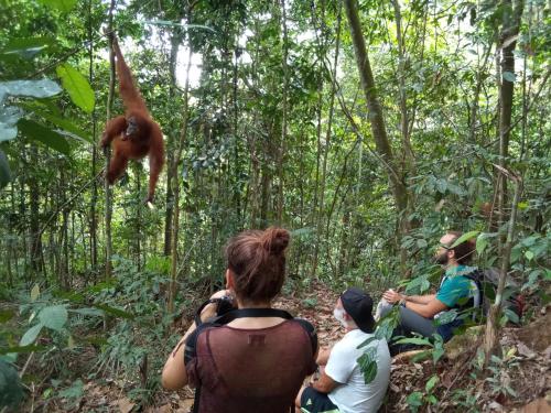 武吉拉旺Jungle treking & Jungle Tour booking with us的一群人在丛林中看猴子