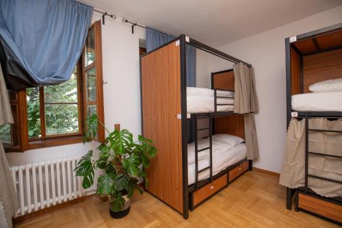 布拉格Women's Only Hostel - Female Only的一间设有两张双层床的客房和植物