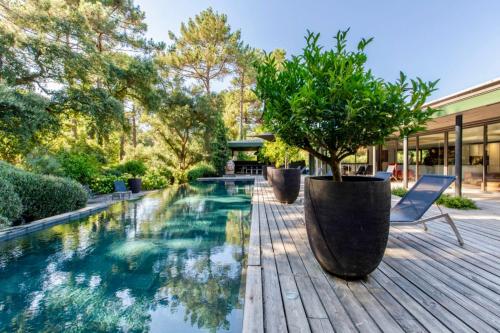 塞尼奥斯Villa AmanJango的一个带木甲板的游泳池,甲板上种着一棵盆树