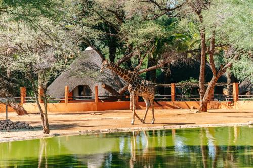 奥马鲁鲁Omaruru Game Lodge的水体旁的长颈鹿行走