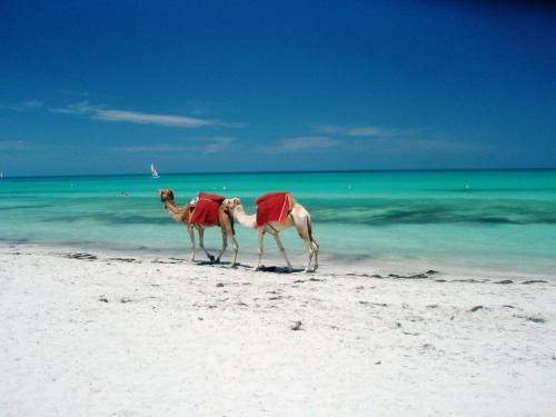 米多恩Tamalou Djerba的两只骆驼在海边散步