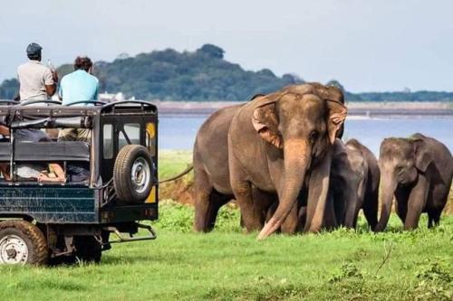 锡吉里亚Harini Villa的一群乘坐吉普车观看大象的人