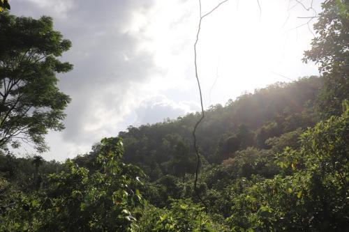 卡卢特勒Yellow Tree Thudugala的享有树木林立的山丘美景