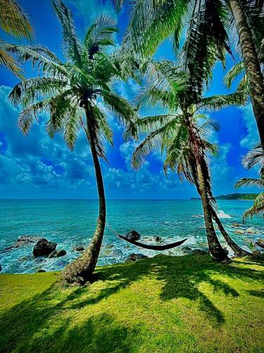 玉米岛Coral View Hostel的海滩上两棵棕榈树之间的吊床