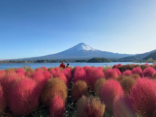 富士河口湖赤石旅馆的山地植物