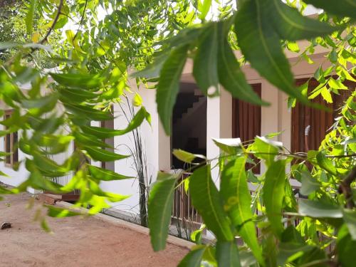 丹不拉Nature Rock Dambulla的建筑物前的一大堆绿色香蕉树