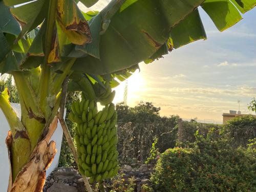 蓬塔德尔西达尔戈Un Paraiso En Tenerife的香蕉树上悬挂的一束香蕉