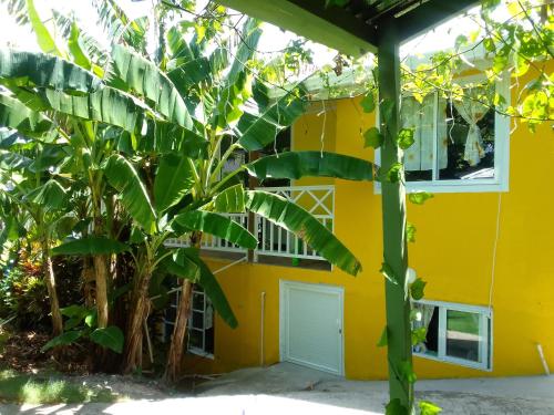 普罗维登西亚Posada Hostel Adri的前面有一棵香蕉树的黄色房子