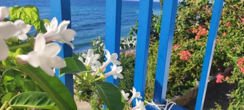 波莫斯Mourayio Apartments的花朵和大海的蓝色围栏
