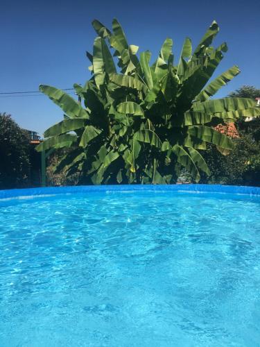 赛尔斯贝格DieLangthalers Exklusive Oase的蓝色的游泳池,后面有棕榈树