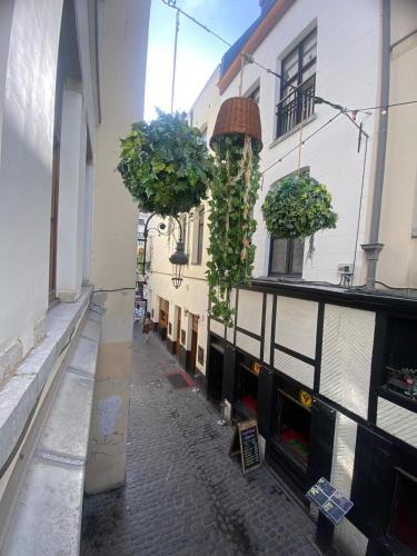 布鲁塞尔Apartament的楼边有盆栽的小巷