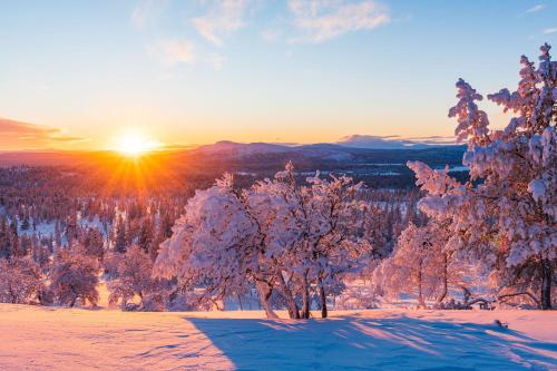 伊德勒Vinterdröm Idre Himmelfjäll的冬季的日落,在田野上被雪覆盖的树木覆盖