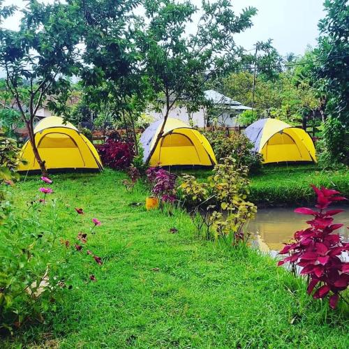 MidangMontong Raden camping ground的河边草丛中的一组黄色帐篷