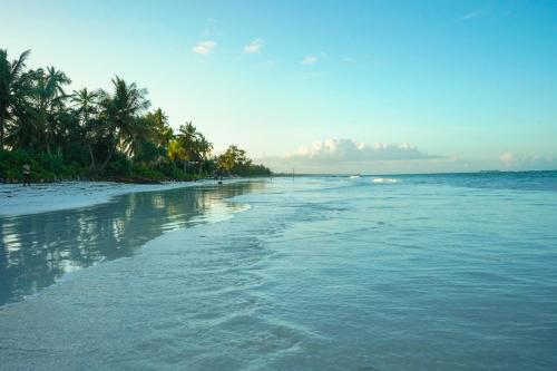 马特姆维Zanzibar House Boutique Hotel的棕榈树海滩和海洋