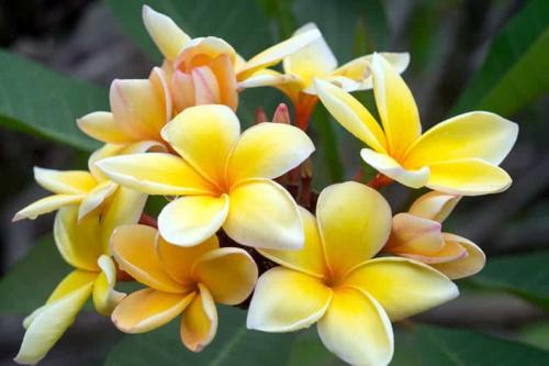 乌图罗阿Ohana RBNB studio "Havai "的植物上一组黄色的花