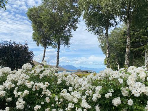 特卡波湖Aldourie Lodge的一片白花,有树在背后