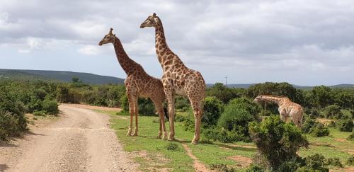 阿多灌木丛山谷乡村旅馆的一条土路的一边有三块长颈鹿