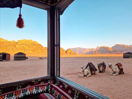 瓦迪拉姆Star City Camp wadirum的一群动物坐在沙漠中,看着窗外